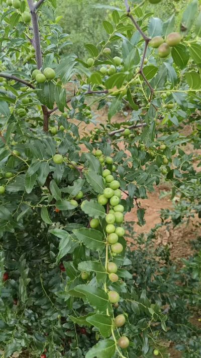 晋酸六号，药用酸枣高产苗。需要联系18534302961