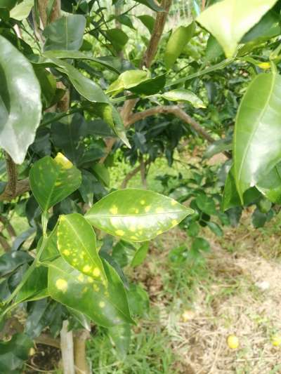 叶斑病，真菌感染