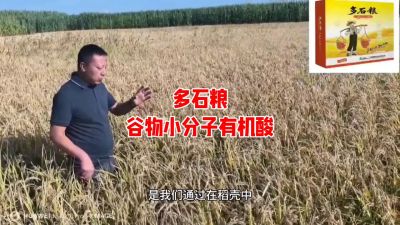 多石粮--谷物小分子有机酸
水稻/小麦，分蘖期 孕穗期 灌浆期 ，使用3次，增产看得见