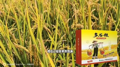 多石粮-谷物小分子有机酸，田间表现。
剑叶挺拔，灌浆饱，千粒重，上粮快。
