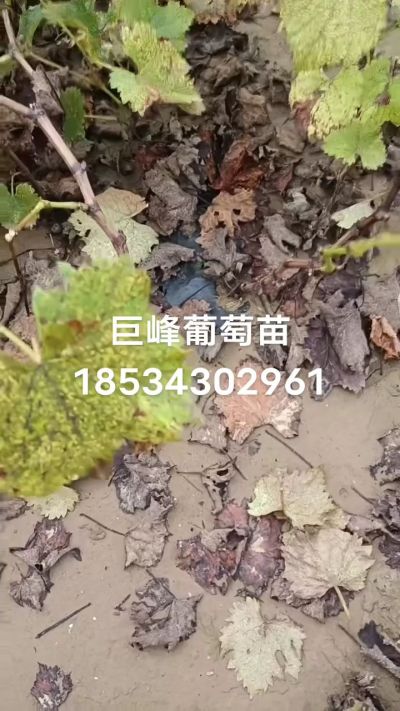 巨峰葡萄苗，一年扦插苗，苗圃基地直销！需要联系18534302961