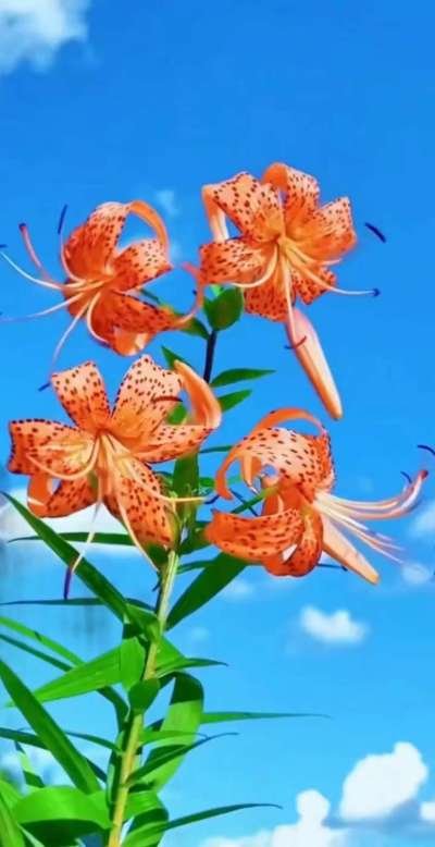 美丽的花散发幻清香，难己释怀。