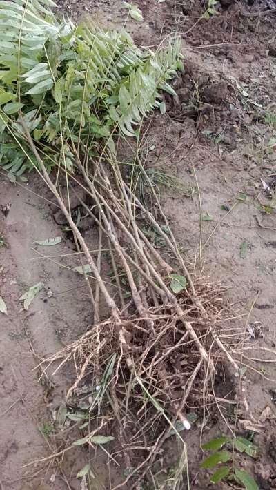 出售臭椿苗，巨峰葡萄苗。药用连翘苗，科研五号优质种苗，2/5年苗，药用连翘树，挂果树，全国包邮到家！财富密码18534302961