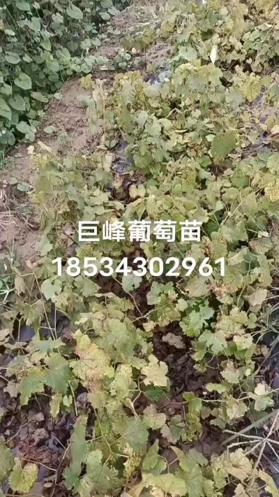 巨峰葡萄苗，一年扦插苗，苗圃基地直销。需要联系我18534302961