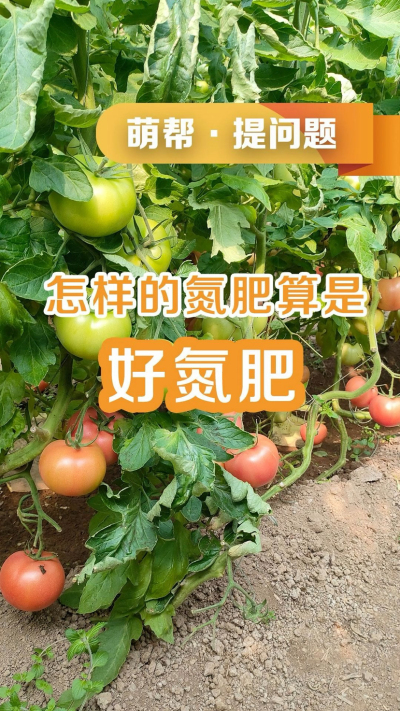 怎样的氮肥算是好氮肥