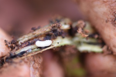 冬季甘薯采收后的田间管理&mdash;&mdash;清洁田园与土壤消毒