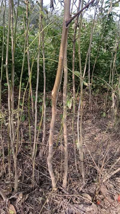 出售臭椿苗，巨峰葡萄苗。药用连翘苗，科研五号优质种苗，2/5年苗，药用连翘树，挂果树，全国包邮到家！财富密码18534302961