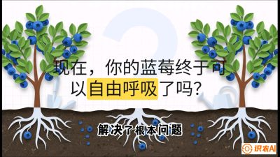 第3节：别把树&ldquo;憋死&rdquo;&mdash;&mdash;正确的定植与换盆手法,   课程：《蓝莓&ldquo;高产&rdquo;实战课：从选苗到丰收的10个关键点》