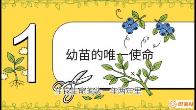 第6节：修剪决定产量（上）&mdash;&mdash;幼苗期与生长期修剪， 课程：《蓝莓&ldquo;高产&rdquo;实战课：从选苗到丰收的10个关键点》