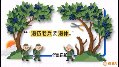 第7节：修剪决定产量（下）&mdash;&mdash;结果树的更新与疏果，课程：《蓝莓&ldquo;高产&rdquo;实战课：从选苗到丰收的10个关键点》