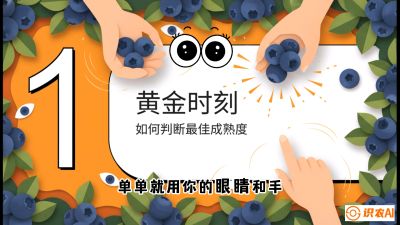 第10节：完美的&ldquo;果粉&rdquo;&mdash;&mdash;采摘时机与保鲜， 课程：《蓝莓&ldquo;高产&rdquo;实战课：从选苗到丰收的10个关键点》