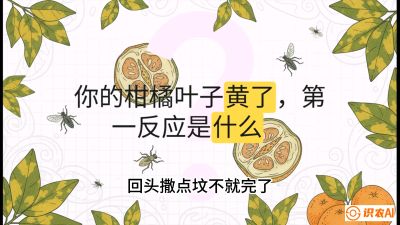 第一节：保命生死线&mdash;&mdash;黄龙病与木虱，课程：《柑橘十大病虫害：从入门到精通》