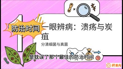 第三节：细菌与真菌&mdash;&mdash;溃疡病与炭疽病，课程：《柑橘十大病虫害：从入门到精通》
