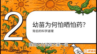 第02节：幼树管理&mdash;&mdash;&ldquo;防晒又防草，树势起得早&rdquo;，课程：《槟榔种植：从不懂到精通的10堂必修课》