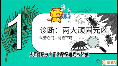 第06节：顽固虫害防治&mdash;&mdash;&ldquo;钻心虫与红蜘蛛，打准时间才服输&rdquo;《槟榔种植：从不懂到精通的10堂必修课》