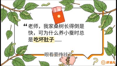 第01节：不仅仅是树&mdash;&mdash;顶级品种选配策略，课程：《桑海淘金：桑树高产与蚕桑安全进阶实战课》