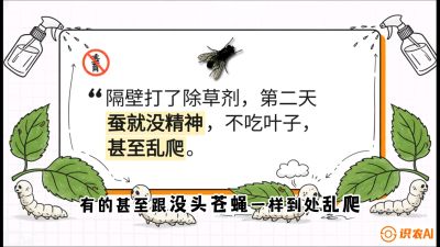 第05节：养蚕人的&ldquo;排雷战&rdquo;&mdash;&mdash;除草剂的生死禁忌，课程：《桑海淘金：桑树高产与蚕桑安全进阶实战课》