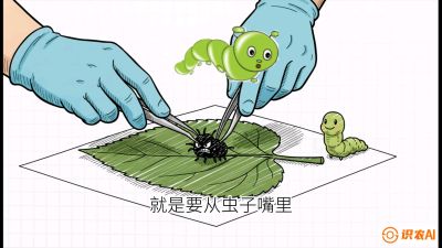 第07节：虫口夺叶（下）&mdash;&mdash;不得不打药时的&ldquo;解毒术&rdquo;，课程：《桑海淘金：桑树高产与蚕桑安全进阶实战课》
