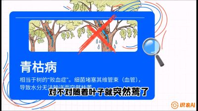 第08节：看不见的杀手&mdash;&mdash;青枯病与萎缩病，课程：《桑海淘金：桑树高产与蚕桑安全进阶实战课》