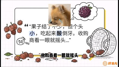 第10节：甜蜜的科学&mdash;&mdash;膨大、增甜与转色，课程：《桑海淘金：桑树高产与蚕桑安全进阶实战课》