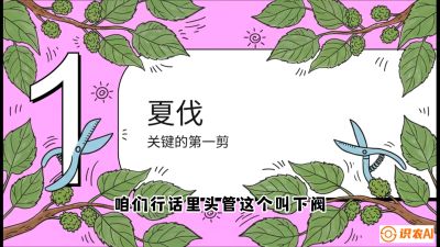 第11节：叶果双收&mdash;&mdash;特殊的夏伐与冬伐，课程：《桑海淘金：桑树高产与蚕桑安全进阶实战课》