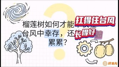第四节：中国榴莲突围战：为生存重塑权型，抗台风矮化栽培与力学牵引，课程：《国产榴莲突围战：从泰国经验到中国实操的8堂必修课（高阶实战版）》