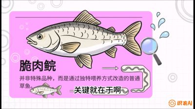第六节：【老品升级&middot;脆肉鲩】如何让草鱼身价翻倍？，课程：《黄金鳞甲：2025中国淡水鱼高效养殖实战营》