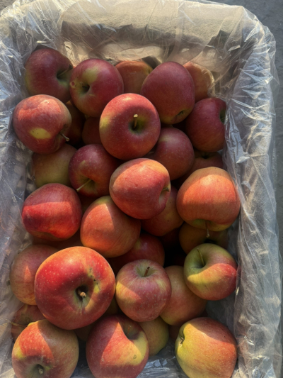 祁县丹霞苹果大量出库