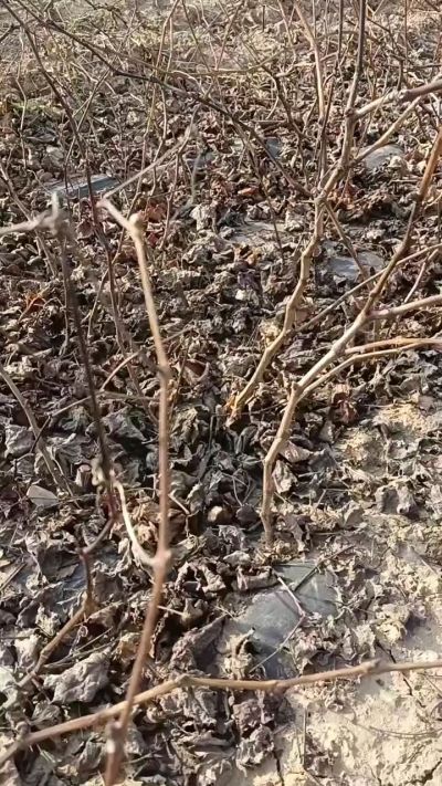 巨峰葡萄苗，一年扦插苗，，全国包邮到家！需要联系18534302961