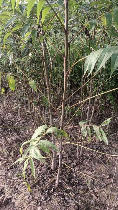 臭椿树苗，一年苗，需要联系我