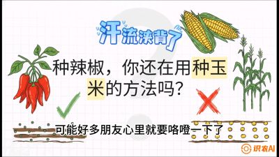 第1节：【品种定江山】工业辣椒vs小米辣：底肥公式与密度陷阱的&ldquo;百万生意经&rdquo;，课程：《辣椒种植实战特训营，从工业辣椒到精品小米辣，教你如何把&ldquo;草&rdquo;种成&ldquo;金&rdquo;》