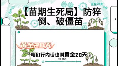第2节：【苗期生死局】防猝倒、破僵苗，决定后期产量的&ldquo;黄金20天&rdquo;，课程：《辣椒种植实战特训营，从工业辣椒到精品小米辣，教你如何把&ldquo;草&rdquo;种成&ldquo;金&rdquo;》