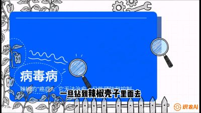 第5节：【病毒病阻击】辣椒的&ldquo;癌症&rdquo;怎么治？从&ldquo;绝收恐慌&rdquo;到&ldquo;带毒生产&rdquo;的逆转术，课程：《辣椒种植实战特训营，从工业辣椒到精品小米辣，教你如何把&ldquo;草&rdquo;种成&ldquo;金&rdquo;》