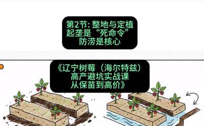 第二节： 整地与定植&mdash;&mdash;起垄是&ldquo;死命令&rdquo;，防涝是核心，课程：《辽宁树莓（海尔特兹）高产避坑实战课：从保苗到高价》