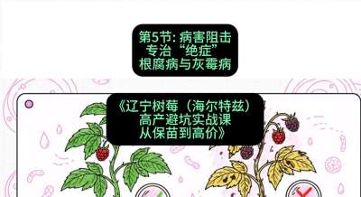 第五节： 病害阻击&mdash;&mdash;专治&ldquo;绝症&rdquo;根腐病与灰霉病，课程：《辽宁树莓（海尔特兹）高产避坑实战课：从保苗到高价》