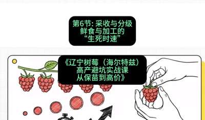第六节： 采收与分级&mdash;&mdash;鲜食与加工的&ldquo;生死时速&rdquo;，课程：《辽宁树莓（海尔特兹）高产避坑实战课：从保苗到高价》