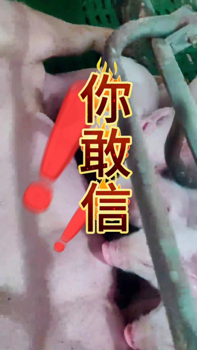 小猪抢不到奶，干瘦不长肉？成活率总上不去？😭
自从用上南商农科这款仔猪补奶机，再也没这烦恼！
✅ 一键设置下料参数，新手也能上手
✅ 恒温补奶，小猪抢着喝，长势超均匀
从车间精工组装到猪场落地使用，每