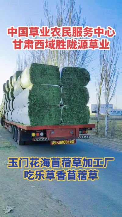 中国苜蓿草原产地批发苜蓿草 甘肃玉门胜陇源草业。18293765000