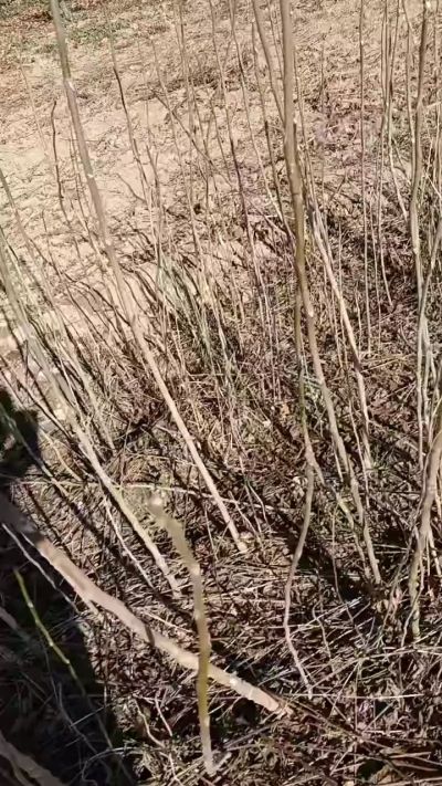 出售臭椿苗，巨峰葡萄苗。药用连翘苗，科研五号优质种苗，2/5年苗，药用连翘树，挂果树，全国包邮到家！财富密码18534302961