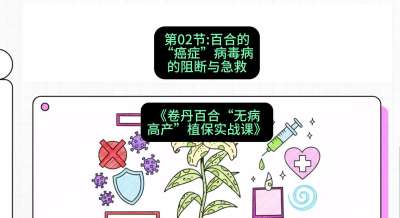 第02节：百合的&ldquo;癌症&rdquo;&mdash;&mdash;病毒病的阻断与急救，课程：《卷丹百合&ldquo;无病高产&rdquo;植保实战课》#识农AI