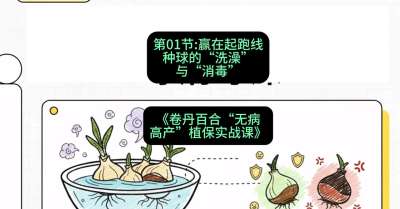 第01节：赢在起跑线&mdash;&mdash;种球的&ldquo;洗澡&rdquo;与&ldquo;消毒&rdquo;，课程：《卷丹百合&ldquo;无病高产&rdquo;植保实战课》#识农AI