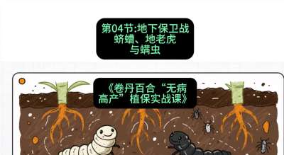 第04节：地下保卫战&mdash;&mdash;蛴螬、地老虎与螨虫 ，课程：《卷丹百合&ldquo;无病高产&rdquo;植保实战课》#识农AI
