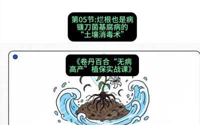 第05节：烂根也是病&mdash;&mdash;镰刀菌基腐病的&ldquo;土壤消毒术&rdquo; ，课程：《卷丹百合&ldquo;无病高产&rdquo;植保实战课》#识农AI