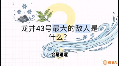 第04节：龙井双璧&mdash;&mdash;龙井43与群体种的差异化护养（重点），课程：《茗茶卫士&mdash;&mdash;茶叶病虫害绿色防控实战课》#识农AI