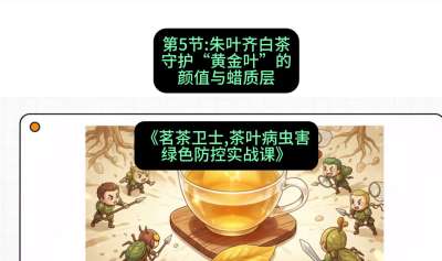 第05节：朱叶齐白茶&mdash;&mdash;守护&ldquo;黄金叶&rdquo;的颜值与蜡质层（重点），课程：《茗茶卫士&mdash;&mdash;茶叶病虫害绿色防控实战课》#识农AI