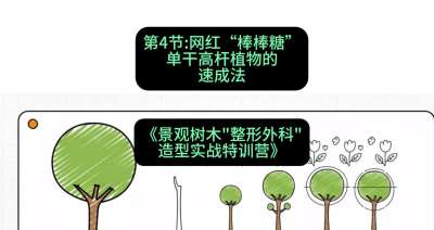 第04节：网红&ldquo;棒棒糖&rdquo;&mdash;&mdash;单干高杆植物的速成法，课程：《景观树木&ldquo;整形外科&rdquo;造型实战特训营》#识农AI