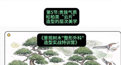 第05节：贵族气质&mdash;&mdash;松柏类&ldquo;云片&rdquo;造型的层次美学，课程：《景观树木&ldquo;整形外科&rdquo;造型实战特训营》#识农AI