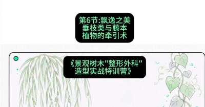 第06节：飘逸之美&mdash;&mdash;垂枝类与藤本植物的牵引术，课程：《景观树木&ldquo;整形外科&rdquo;造型实战特训营》#识农AI